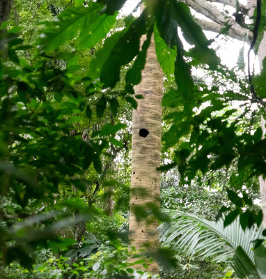 Panama--nighttime rainforest tour-s026-r3